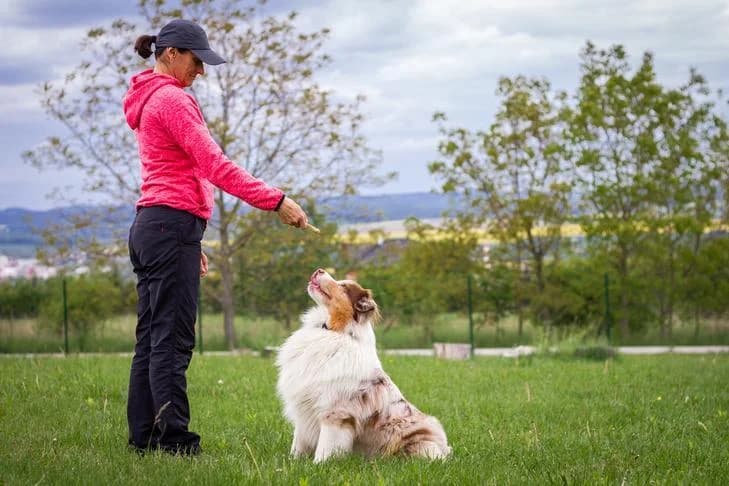 Reactive Dog Training Scottsdale: Transform Your Dog’s Behavior With Expert Strategies